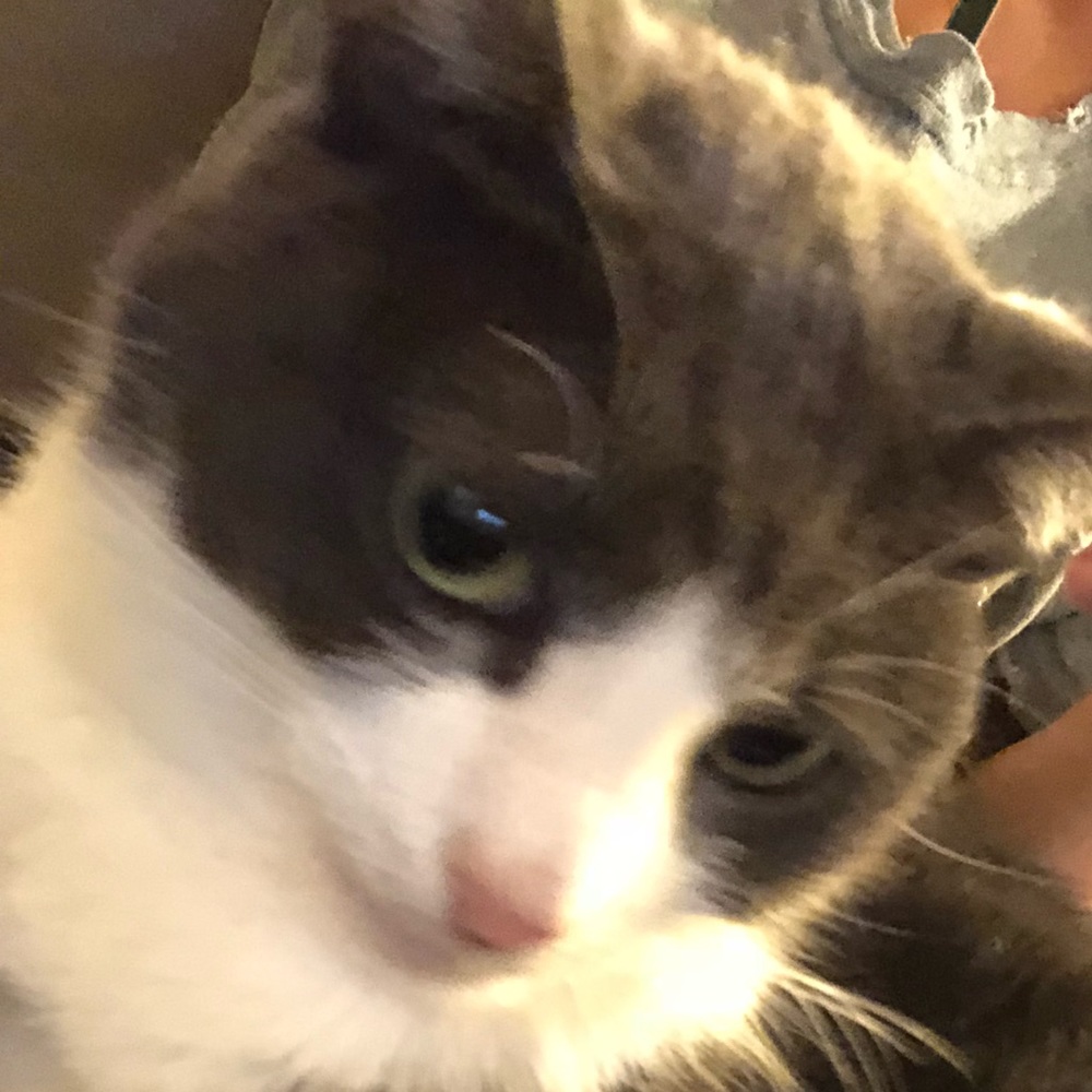 Meet your Posher, Lexi